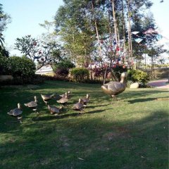 鴨子銅雕，公園動(dòng)物銅雕，園林景觀銅雕