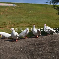 白鴿雕塑，玻璃鋼仿真動(dòng)物